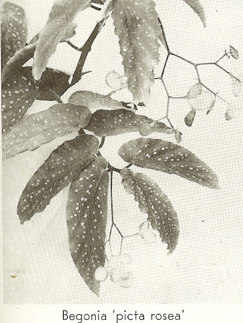 B. ‘Picta Rosea’